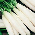 Дайкон  Миясиге Дайкон  Миясиге
