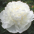 Пион молочноцветковый Argentine Пион молочноцветковый Argentine