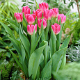 Тюльпан Розарио Тюльпан Розарио