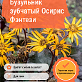 Бузульник зубчатый Осирис Фэнтези