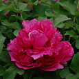 Пион древовидный Coiled Leaf Red Пион древовидный Coiled Leaf Red