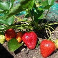Земляника садовая Кокинская ранняя Земляника садовая Кокинская ранняя