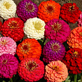 Цинния георгиноцветковая Пепито дварф микс
