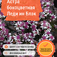Астра бокоцветная Леди ин Блэк Астра бокоцветная Леди ин Блэк