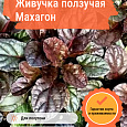 Живучка ползучая Махагон
