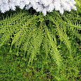 Кочедыжник (Папоротник) ниппонский Dre's dagger