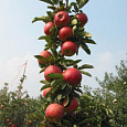 Яблоня колоновидная Конференция Яблоня колоновидная Конференция
