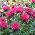 Монарда (Дикий бергамот) гибридная Pink Supreme